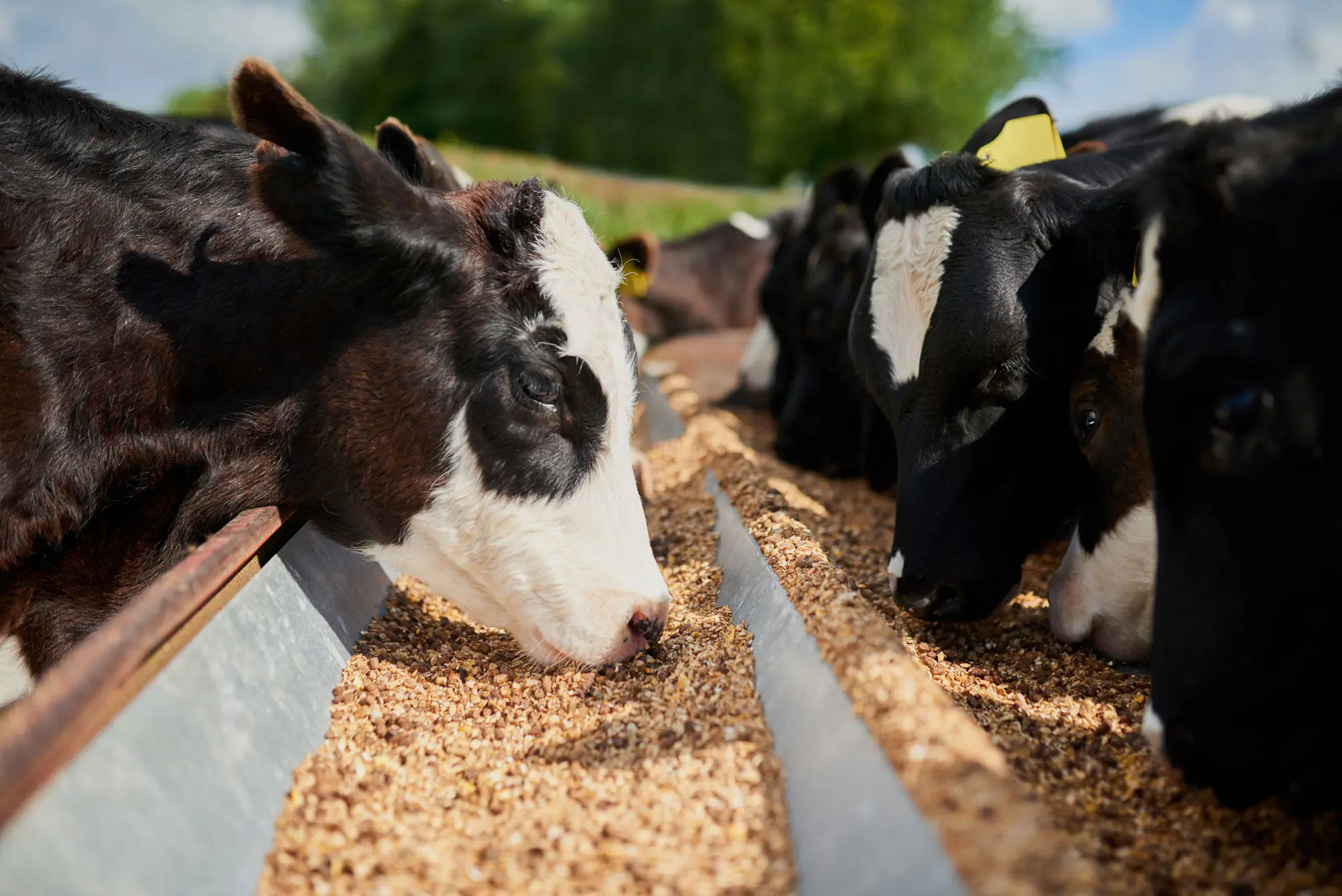 dairy-cows-eating_digital_rgb