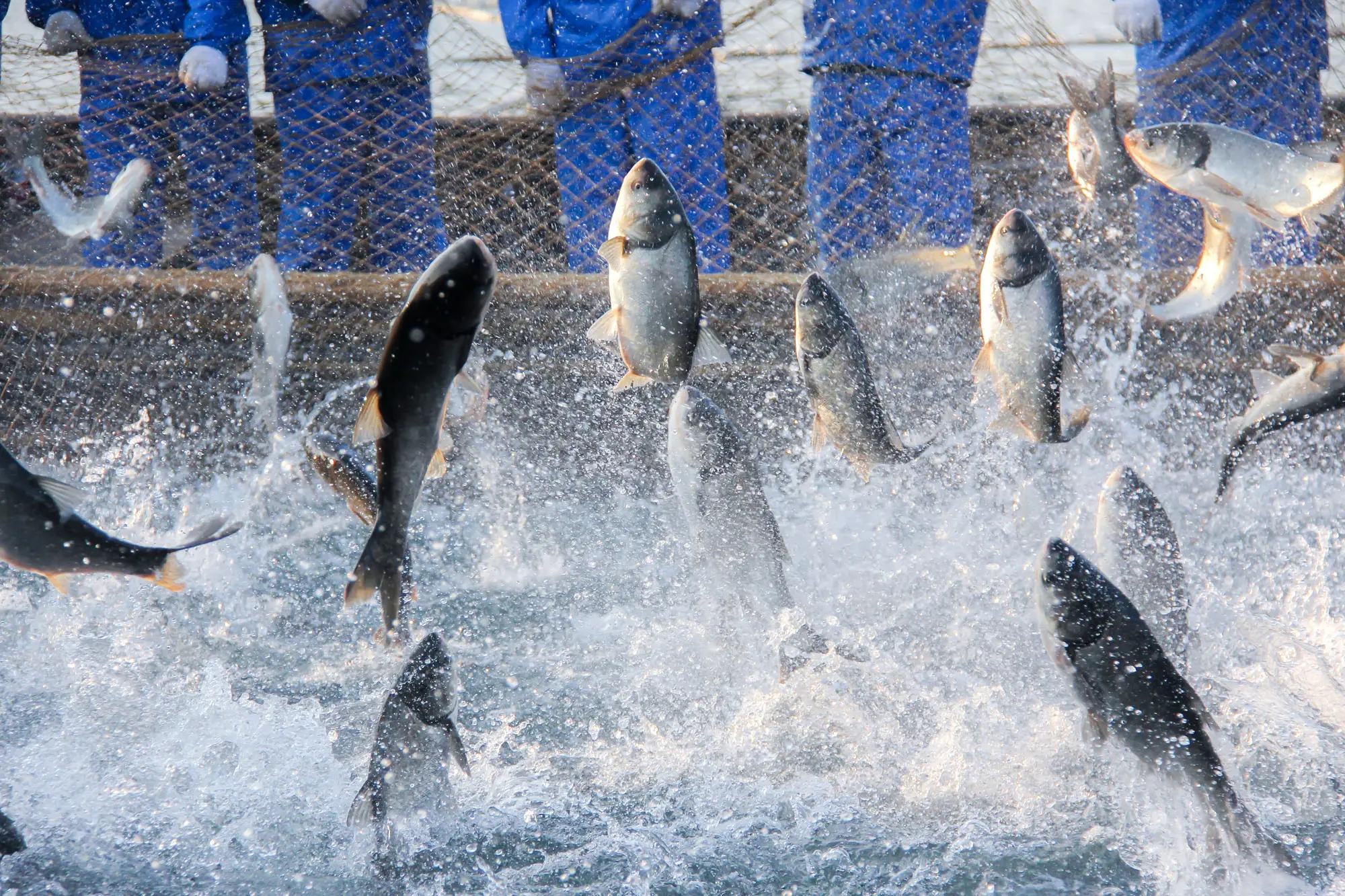 fish-jumping-aquaculture_digital_rgb