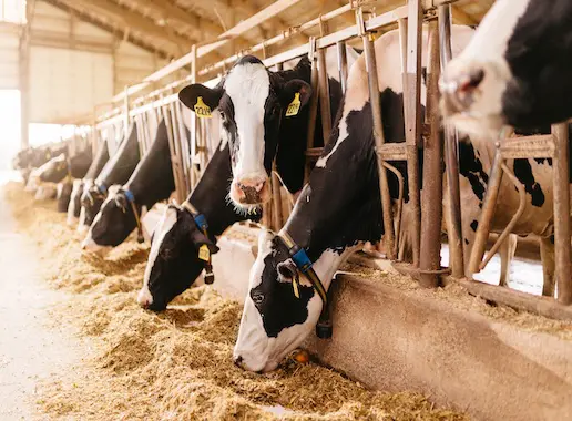 Dairy cows eating in sunlight facility Dairy cows eating in sunlight facility