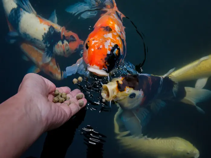 Feeding koi carp by hand