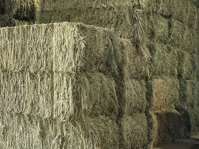 Forage_square3