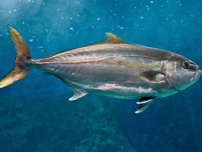 MarineSpecies