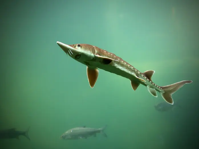 Sturgeon is a rare fish in lakes