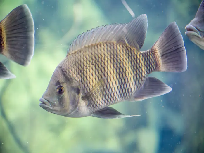 zebra tilapia (Heterotilapia buttikoferi) is a species of mudskipper found along tropical shorelines of the eastern Indian Ocean where it occurs in marine, brackish and fresh waters.