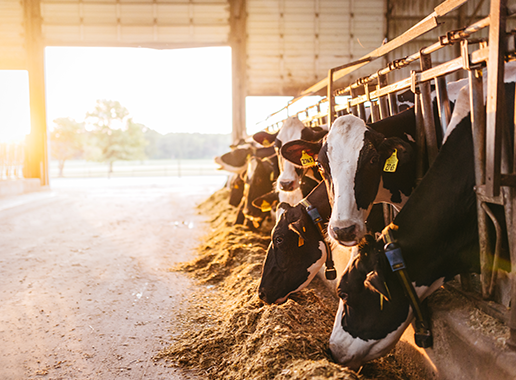 livestock