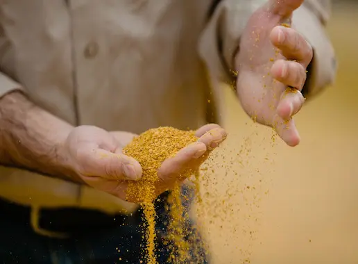 wheat-grain-in-hands_digital_rgb