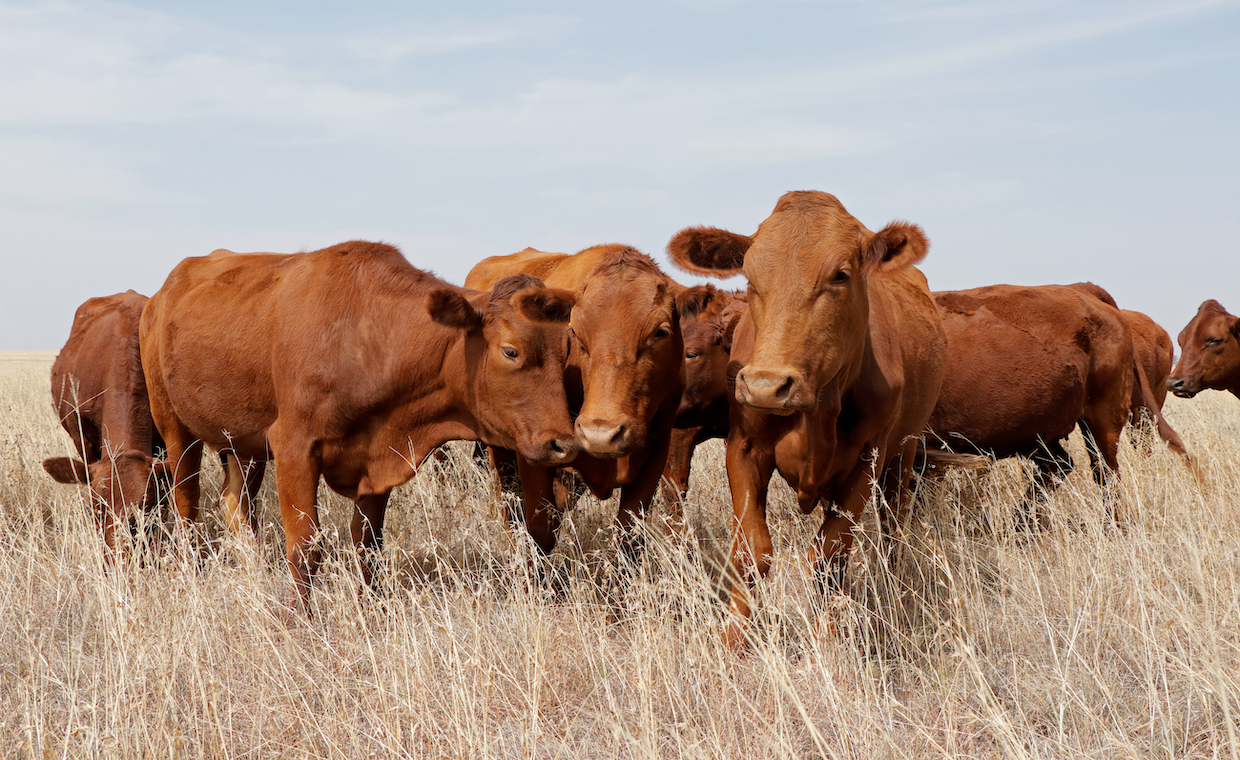 Small herd of free-range cattle on farm