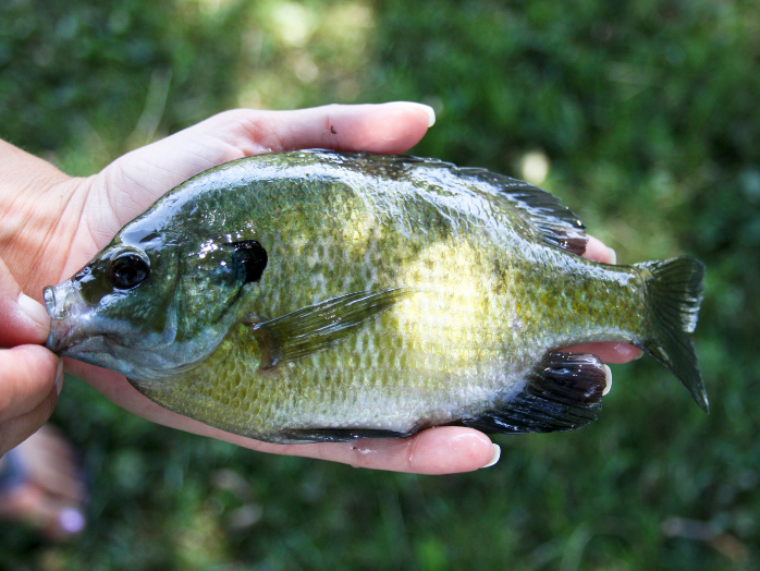 bluegill