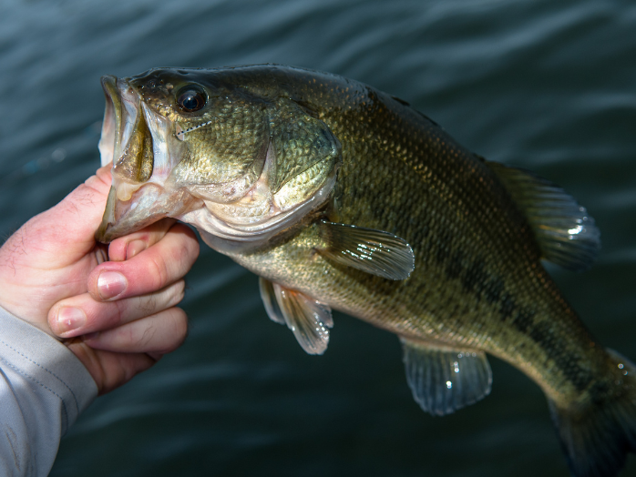 large mouth bass