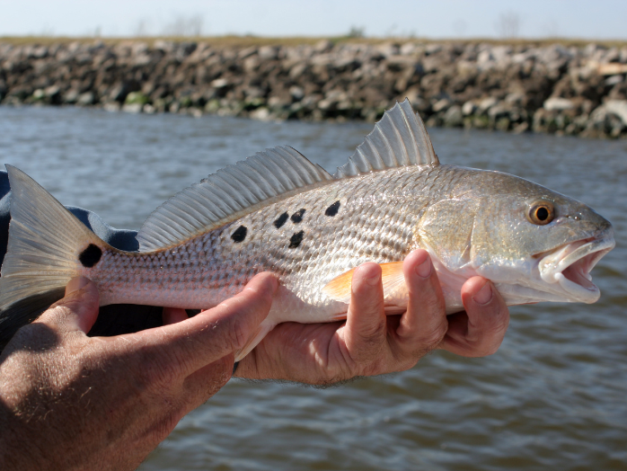 redfish