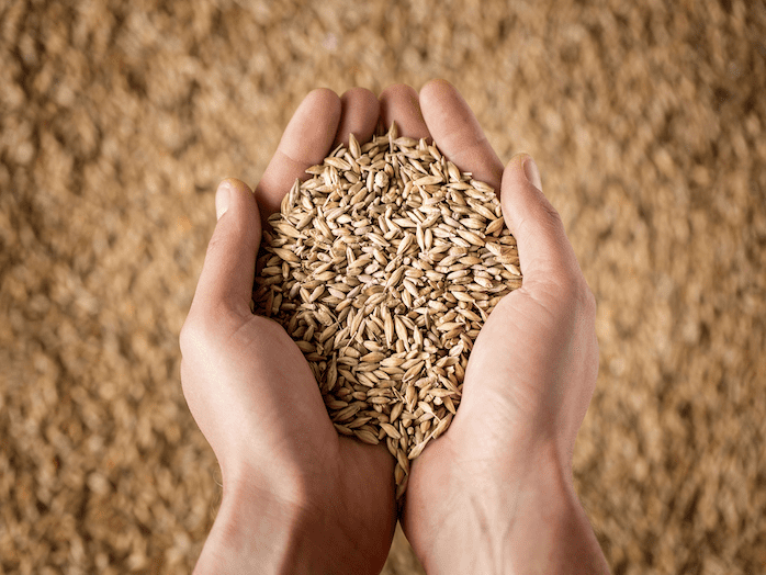 test_hands-holding-grains-seeds_digital_rgb